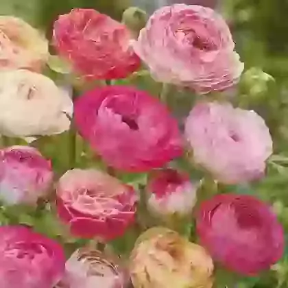 Picotee Pink